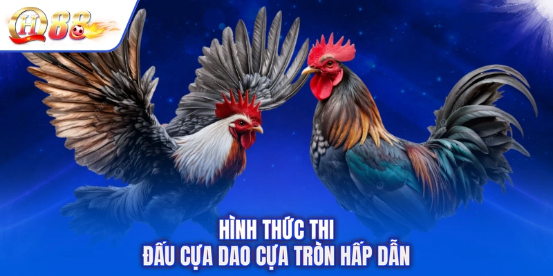 Hình thức thi đấu cựa dao cựa tròn hấp dẫn
