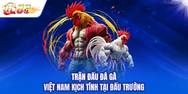 Trận đấu đá gà Việt Nam kịch tính tại đấu trường